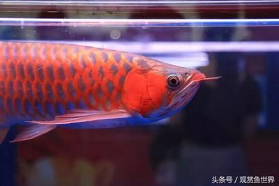 龍魚錦標(biāo)賽冠軍獎金多少錢 龍魚百科 第2張