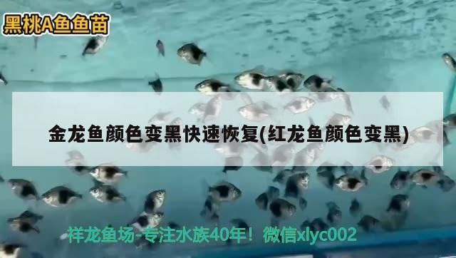 龍魚褪色怎么才能恢復快，如何幫助龍魚快速恢復顏色 龍魚百科 第3張