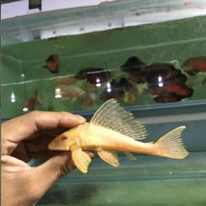 女王大帆魚苗飼養(yǎng)技巧，女王大帆魚苗最佳飼料配方 觀賞魚市場（混養(yǎng)魚） 第4張