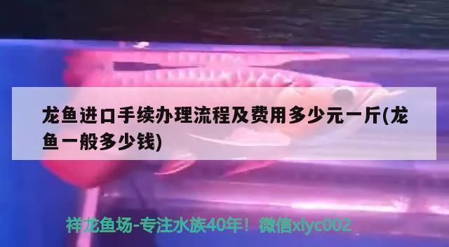 龍魚進口手續(xù)多少錢，如何計算龍魚進口總成本