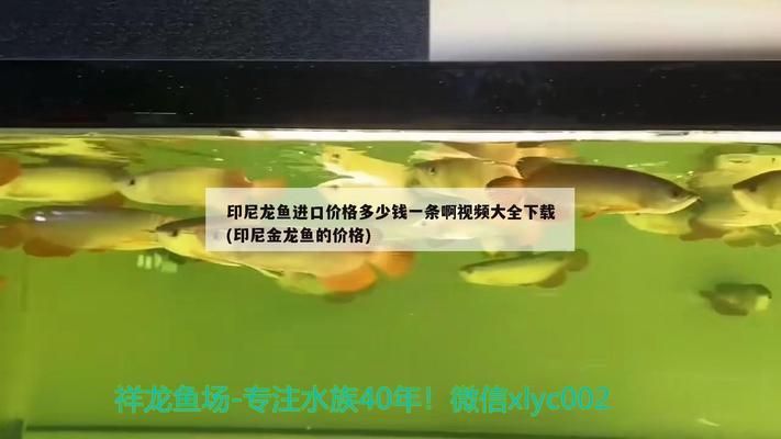 龍魚進口手續(xù)多少錢，如何計算龍魚進口總成本