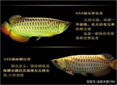 龍魚高背和過背的區(qū)別圖解，過背龍魚和高背龍魚價格對比高背龍魚價格對比 魚缸百科 第3張