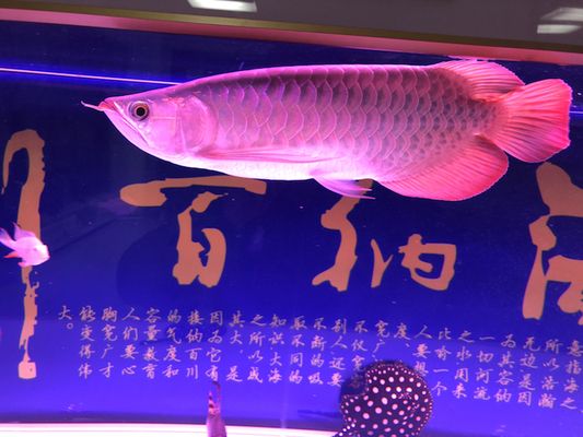 紅龍魚維生素C缺乏癥狀，紅龍魚維生素c缺乏會(huì)出現(xiàn)哪些癥狀