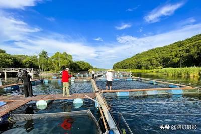 福滿(mǎn)鉆魚(yú)繁殖技術(shù)最新研究，福滿(mǎn)鉆魚(yú)繁殖技術(shù)的最新研究