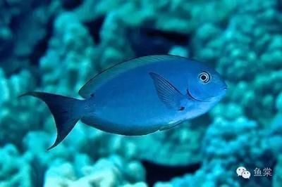 泰國虎魚基因遺傳規(guī)律解析，泰國虎魚體色遺傳模式探究泰國虎魚紅色基因變異原因 觀賞魚市場（混養(yǎng)魚） 第1張