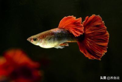 泰國虎魚基因遺傳規(guī)律解析，泰國虎魚體色遺傳模式探究泰國虎魚紅色基因變異原因 觀賞魚市場（混養(yǎng)魚） 第5張