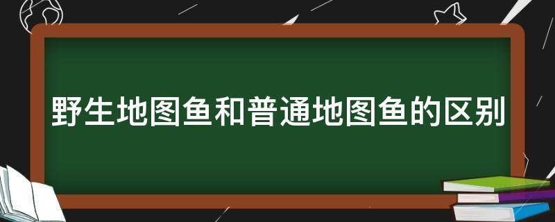 野生地圖魚，野生地圖魚與普通地圖魚的飼養(yǎng)需要注意以下幾個方面 魚缸百科 第2張