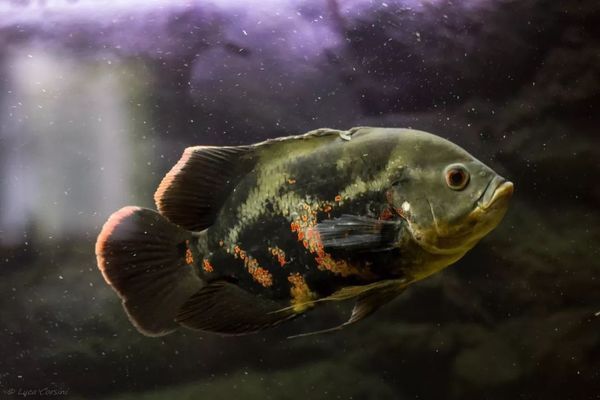 野生地圖魚，野生地圖魚與普通地圖魚的飼養(yǎng)需要注意以下幾個方面 魚缸百科 第4張