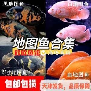 野生地圖魚，野生地圖魚與普通地圖魚的飼養(yǎng)需要注意以下幾個方面 魚缸百科 第3張