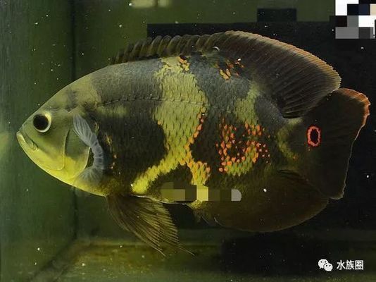 野生地圖魚，野生地圖魚與普通地圖魚的飼養(yǎng)需要注意以下幾個方面 魚缸百科 第5張