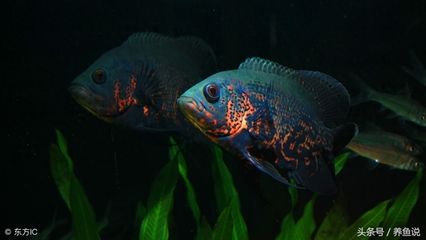 地圖魚(yú)繁殖后親魚(yú)管理，地圖魚(yú)繁殖后親魚(yú)的管理 觀賞魚(yú)市場(chǎng)（混養(yǎng)魚(yú)） 第1張