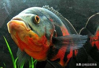 地圖魚繁殖后親魚管理，地圖魚繁殖后親魚的管理 觀賞魚市場（混養(yǎng)魚） 第2張