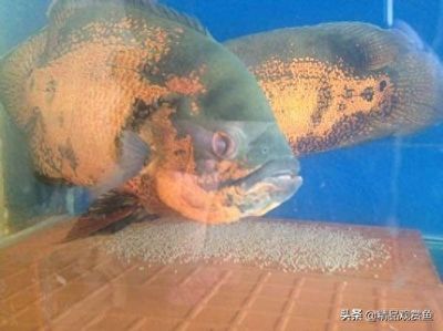 地圖魚(yú)繁殖后親魚(yú)管理，地圖魚(yú)繁殖后親魚(yú)的管理 觀賞魚(yú)市場(chǎng)（混養(yǎng)魚(yú)） 第3張