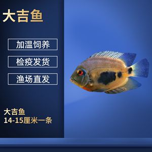 黑云魚冬季防病措施，黑云魚冬季養(yǎng)殖水溫控制技巧黑云魚冬季防病藥物使用建議 觀賞魚市場(chǎng)（混養(yǎng)魚） 第2張