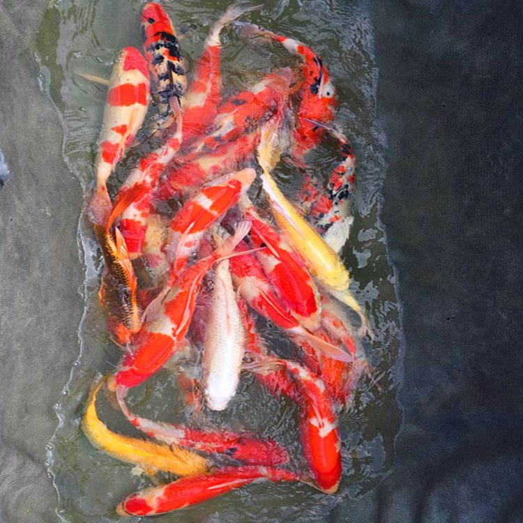 揚(yáng)州龍魚批發(fā)價(jià)格表圖片，揚(yáng)州龍魚批發(fā)價(jià)格表 水族問答