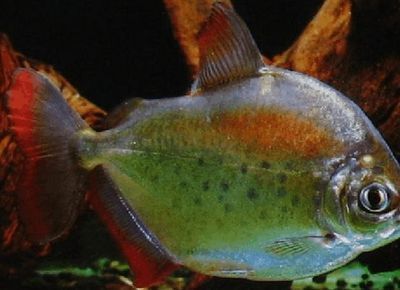 紅勾銀版魚(yú)飼料選擇指南，紅勾銀版魚(yú)飼料保存方法紅勾銀版魚(yú)飼料保存方法 觀賞魚(yú)市場(chǎng)（混養(yǎng)魚(yú)） 第1張