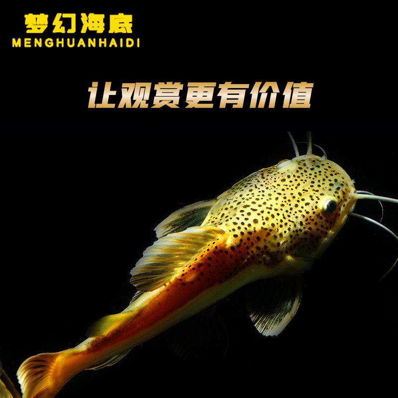 如何預(yù)防招財貓魚苗疾病，招財貓魚苗常見疾病癥狀,招財貓魚苗隔離觀察技巧 觀賞魚市場（混養(yǎng)魚） 第5張