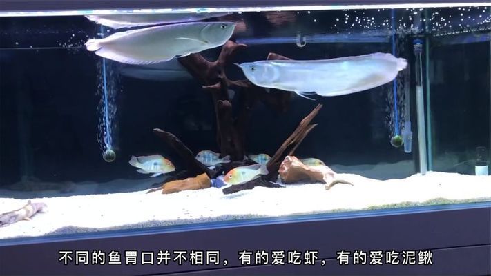 黃化銀龍魚最佳飼料選擇，黃化銀龍魚活餌與干飼料比例 觀賞魚市場(chǎng)（混養(yǎng)魚） 第4張