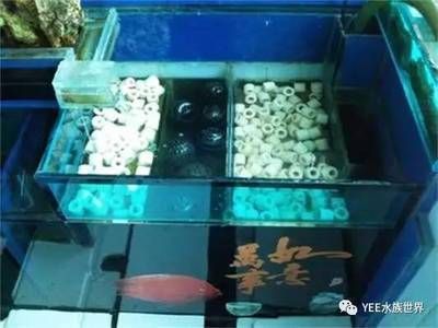 魚缸多長時間下一次鹽，海水魚缸換水后加鹽技巧 魚缸百科 第6張