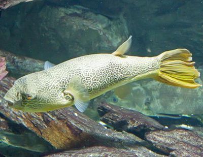 斑馬狗頭魚飼料選擇指南，斑馬狗頭魚飼料品牌推薦,斑馬狗頭魚專用維生素添加 觀賞魚市場（混養(yǎng)魚） 第1張