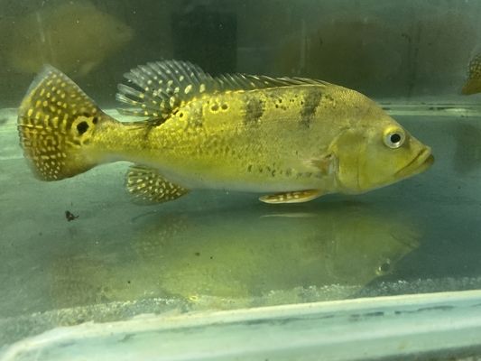 巴西亞魚苗餌料選擇指南，巴西亞魚苗最佳飼料品牌，巴西亞魚苗飼料自制方法 觀賞魚市場（混養(yǎng)魚） 第2張