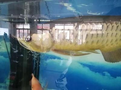 金龍魚(yú)繁殖期如何選飼料？，金龍魚(yú)繁殖期飼料品牌推薦 觀賞魚(yú)市場(chǎng)（混養(yǎng)魚(yú)） 第5張