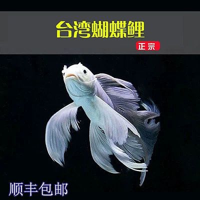 蝴蝶鯉魚苗，蝴蝶鯉魚苗的養(yǎng)殖技術(shù)