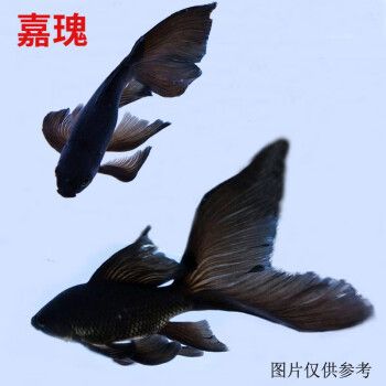 蝴蝶鯉魚苗，蝴蝶鯉魚苗的養(yǎng)殖技術(shù) 觀賞魚市場（混養(yǎng)魚） 第4張