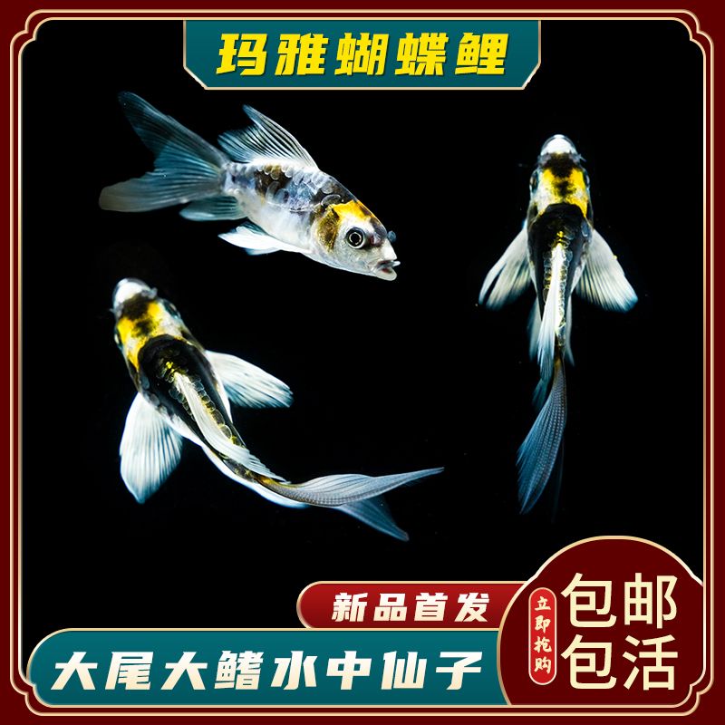 蝴蝶鯉魚苗，蝴蝶鯉魚苗的養(yǎng)殖技術(shù) 觀賞魚市場（混養(yǎng)魚） 第5張