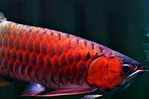 上海紅龍魚專賣店地址查詢，上海紅龍魚專賣店