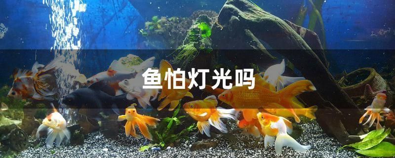 元寶鳳凰魚適宜的光照條件，元寶鳳凰魚光照周期設(shè)置,人工光源選哪種養(yǎng)魚好