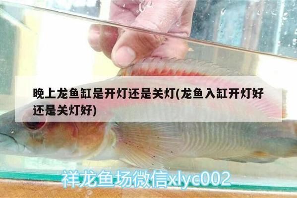 元寶鳳凰魚適宜的光照條件，元寶鳳凰魚光照周期設(shè)置,人工光源選哪種養(yǎng)魚好 觀賞魚市場（混養(yǎng)魚） 第5張