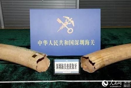 瀕危物種保護(hù)政策的法律框架，中國制定《中華人民共和國野生動物保護(hù)法》法律框架 觀賞魚市場（混養(yǎng)魚） 第3張