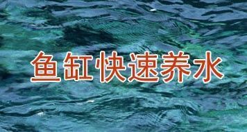 魚缸放魚之前如何養(yǎng)水，如何選擇合適的闖缸魚魚缸水質檢測技巧 魚缸百科 第6張