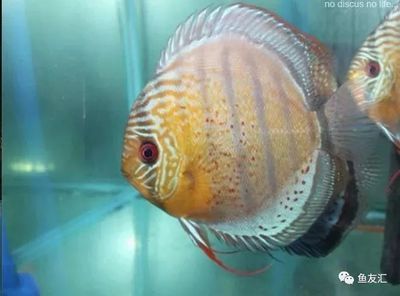 野彩魚，野彩魚是一種受歡迎的觀賞魚，如何辨別野彩魚品種