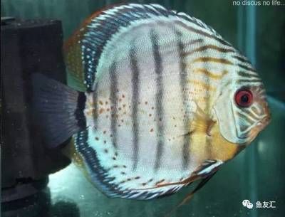 野彩魚，野彩魚是一種受歡迎的觀賞魚，如何辨別野彩魚品種