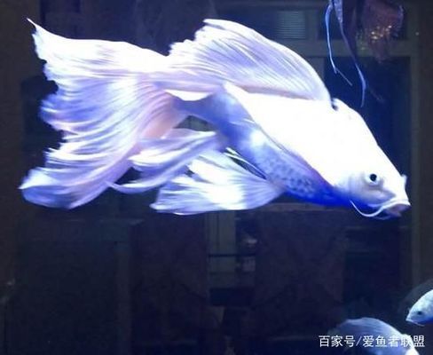 蝴蝶鯉冬季保溫措施 觀賞魚市場（混養(yǎng)魚） 第1張