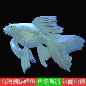 蝴蝶鯉冬季保溫措施 觀賞魚市場（混養(yǎng)魚） 第2張