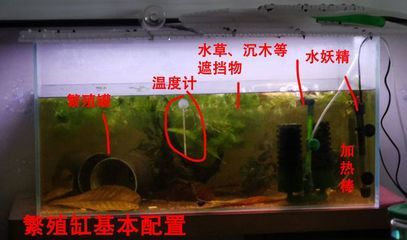 金三間魚繁殖水質(zhì)控制技巧，金三間魚繁殖最佳水溫，金魚苗密度控制標(biāo)準(zhǔn)，水妖精過濾器使用指南 觀賞魚市場（混養(yǎng)魚） 第4張