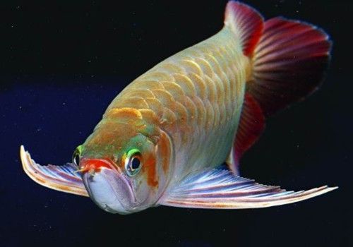 紅龍魚(yú)行為習(xí)性與品種關(guān)系，如何挑選紅龍魚(yú)