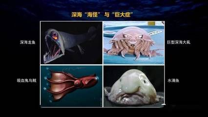 龍魚雌雄同體嗎怎么養(yǎng)，亞洲龍魚、美洲龍魚、澳洲龍魚及非洲龍魚及非洲龍魚 龍魚百科 第5張