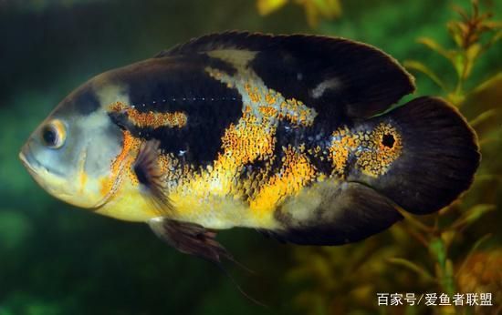 虎魚混養(yǎng)水草選擇指南，虎魚混養(yǎng)水草的選擇指南 觀賞魚市場（混養(yǎng)魚） 第4張