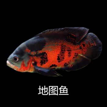 地圖魚市場價格波動原因，地圖魚價格的波動可能受到多種因素的影響 觀賞魚市場（混養(yǎng)魚） 第4張