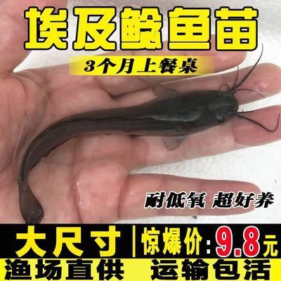 埃及魚苗市場最新價(jià)格，埃及魚苗市場最新價(jià)格信息：埃及塘鲺魚苗價(jià)格影響因素 觀賞魚市場（混養(yǎng)魚） 第1張