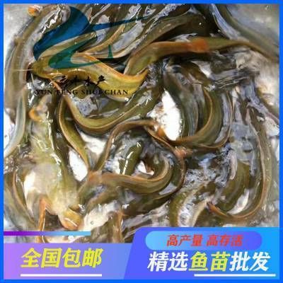 埃及魚苗市場最新價(jià)格，埃及魚苗市場最新價(jià)格信息：埃及塘鲺魚苗價(jià)格影響因素 觀賞魚市場（混養(yǎng)魚） 第2張