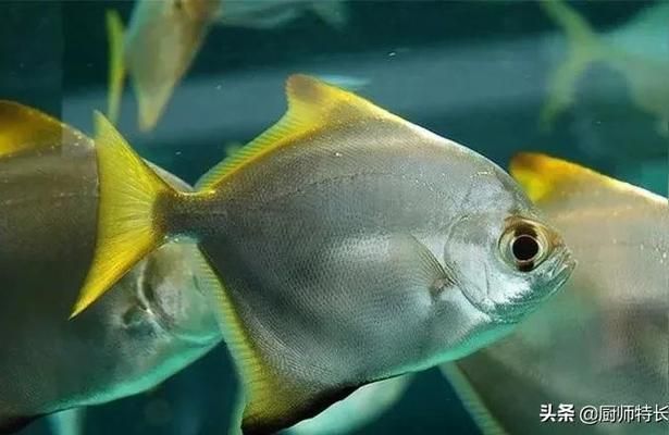 黃鰭鯧魚(yú)飼料品牌推薦，黃鰭鯧魚(yú)飼料品牌推薦黃鰭鯧魚(yú)飼料品牌推薦 觀賞魚(yú)市場(chǎng)（混養(yǎng)魚(yú)） 第2張