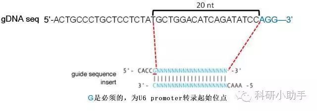 過背金龍魚怎么爬背快，過背金龍魚爬背速度慢怎么辦 水族問答