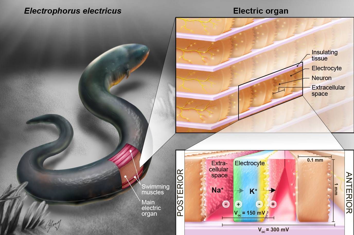 電鰻發(fā)電器官的結(jié)構(gòu)特點，電鰻發(fā)電器官的結(jié)構(gòu)特點是什么？ 觀賞魚市場（混養(yǎng)魚） 第3張