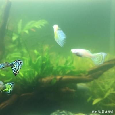 魚缸剛換完水就渾濁，如何快速恢復魚缸水質(zhì)平衡？魚缸過濾系統(tǒng)維護指南減少魚缸喂食量的最佳實踐 魚缸百科 第6張