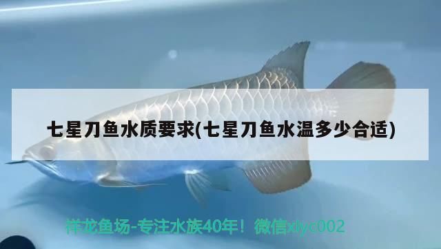 羽毛刀魚(yú)苗幼魚(yú)期最佳水溫，羽毛刀魚(yú)苗幼魚(yú)期的最佳水溫是24℃-[需手動(dòng)填充] 觀賞魚(yú)市場(chǎng)（混養(yǎng)魚(yú)） 第1張